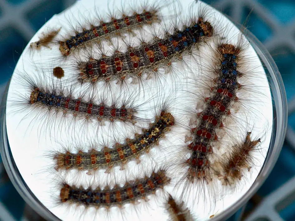 Very Hungry Caterpillars