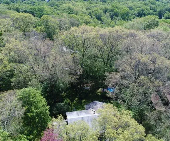 Combating Spongy Moth