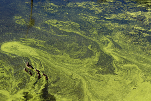 Aquatic Applications