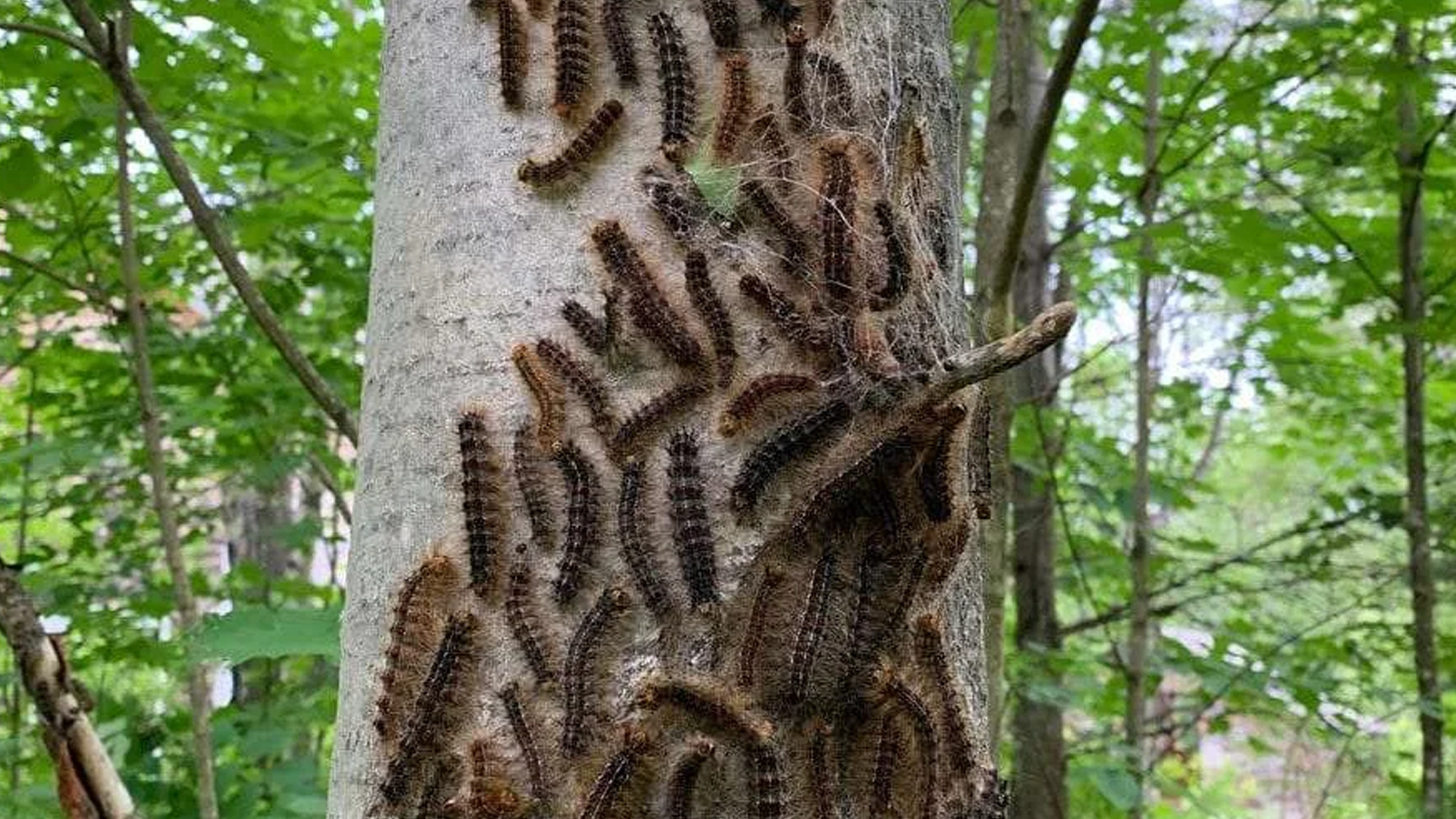 Spongy moth caterpillars