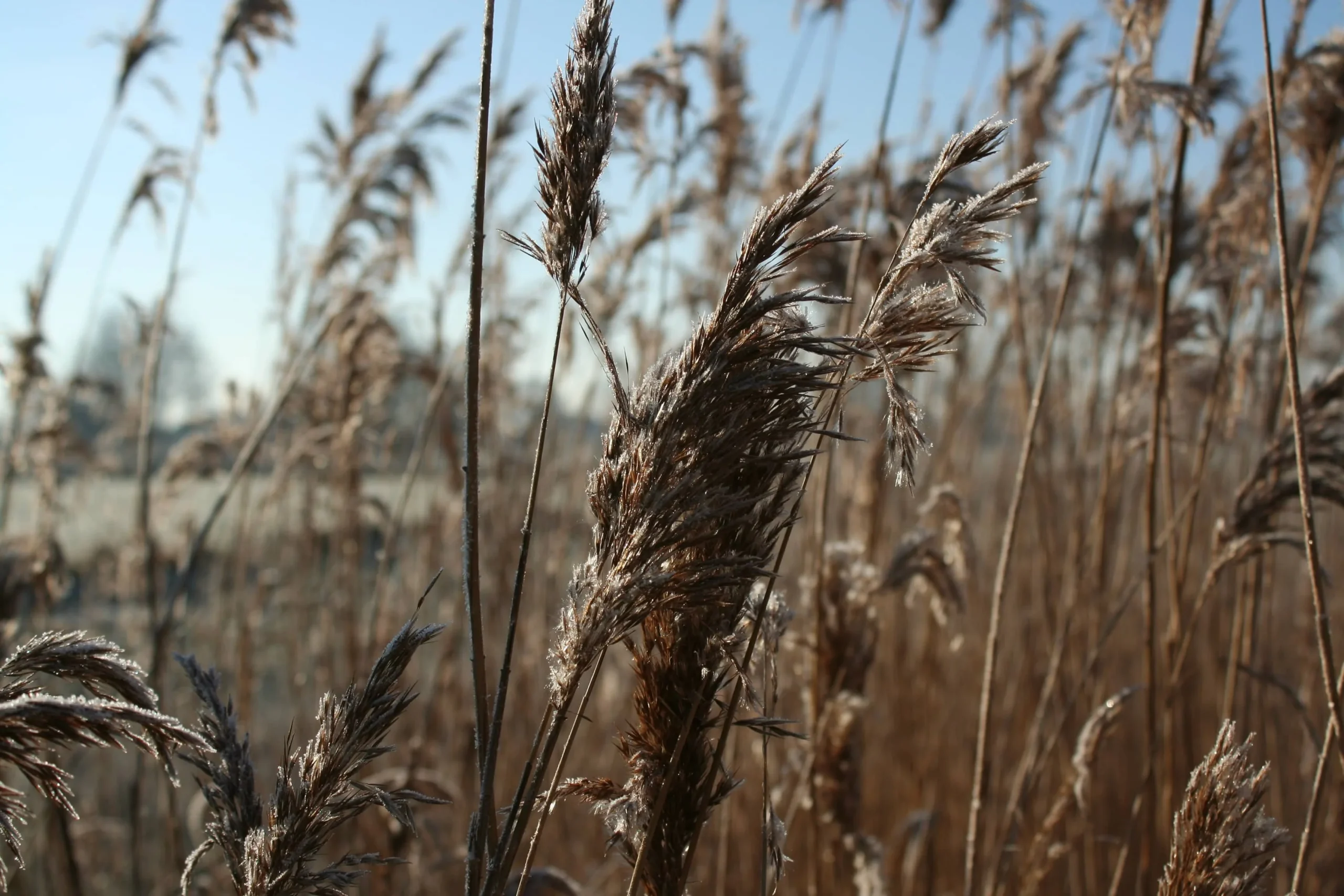 Common Reed Phragmites Control