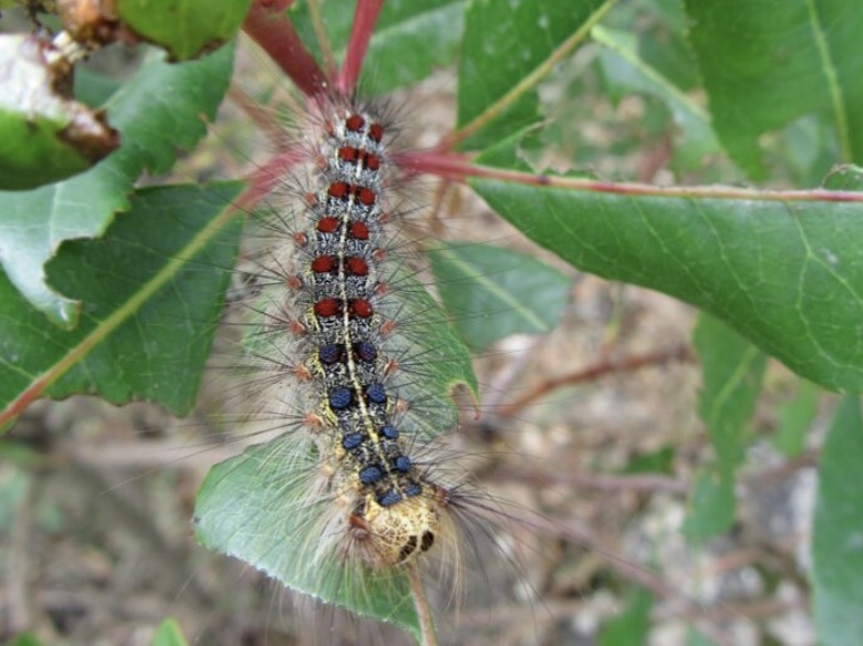 Protecting trees from moth infestation