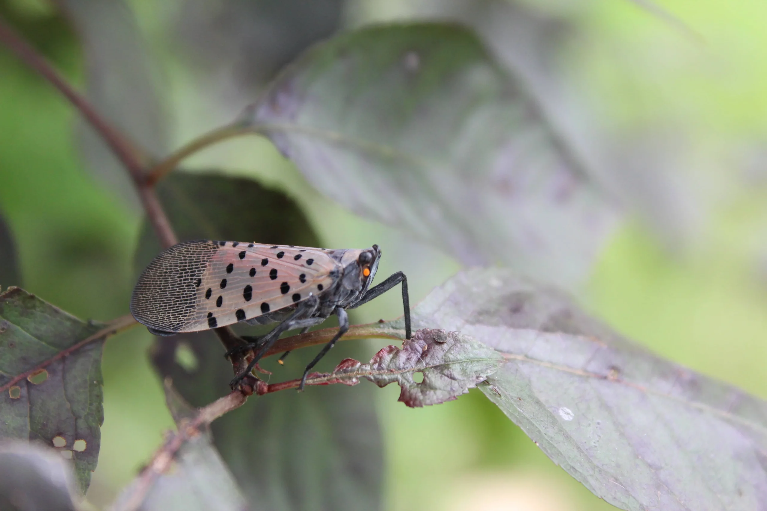Spotted Lanternfly