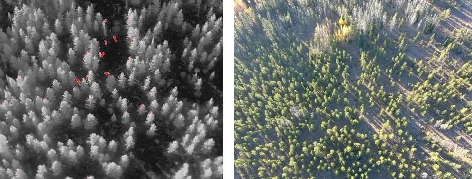 Side-by-side aerial view showing thermal detection of animals in a forest alongside the same area in visible light