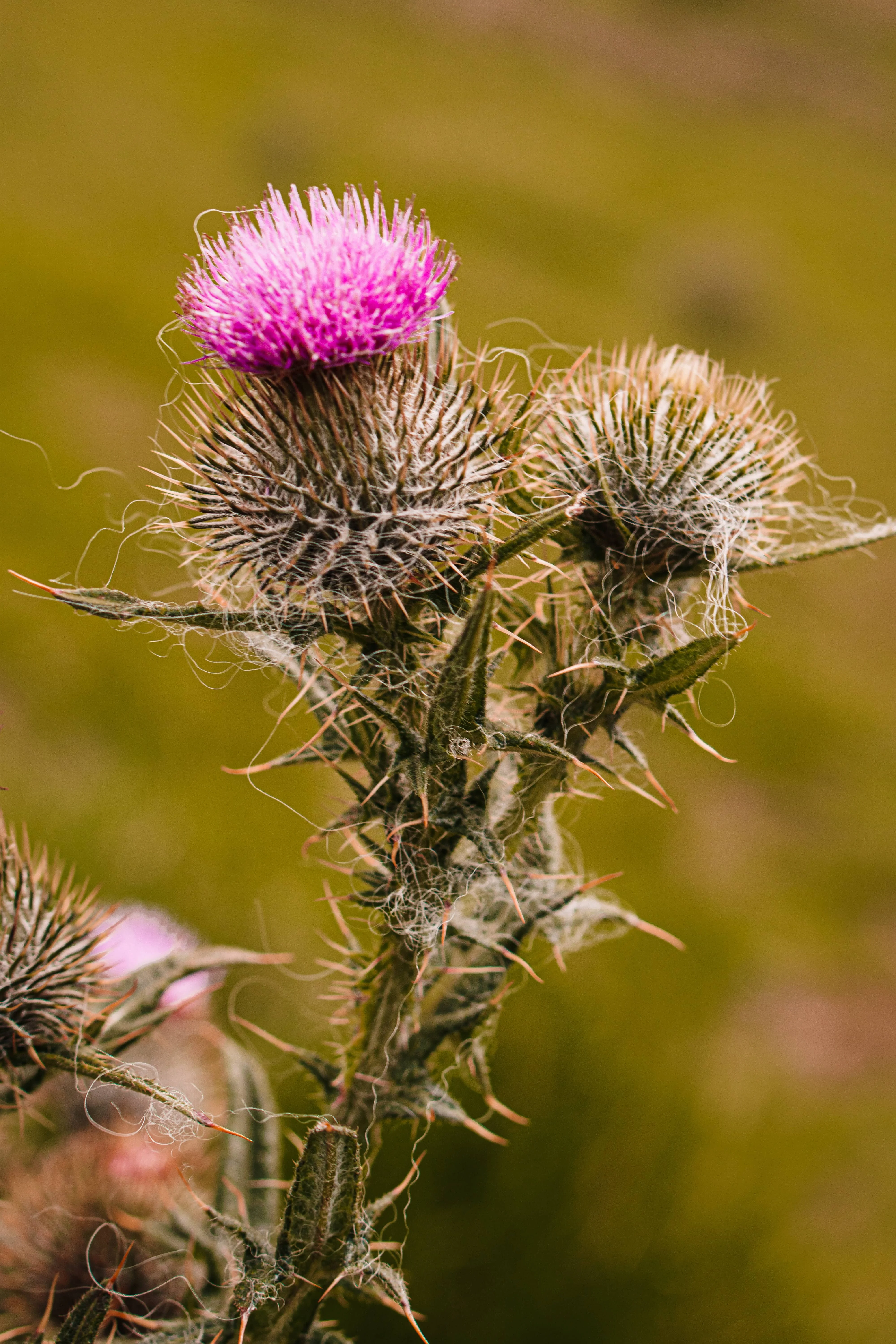 Thistle Control