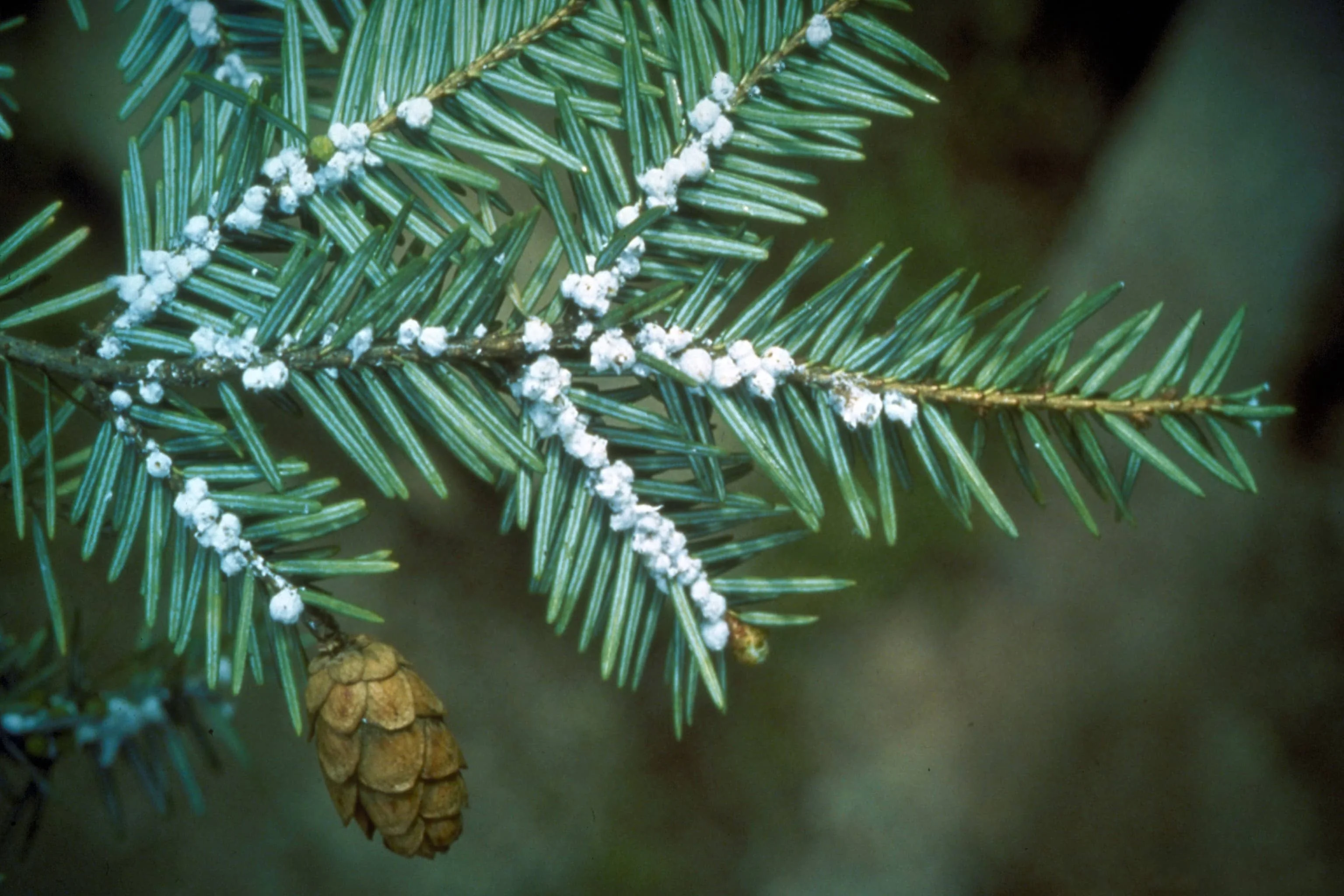 Untreated Neighbors' Tree