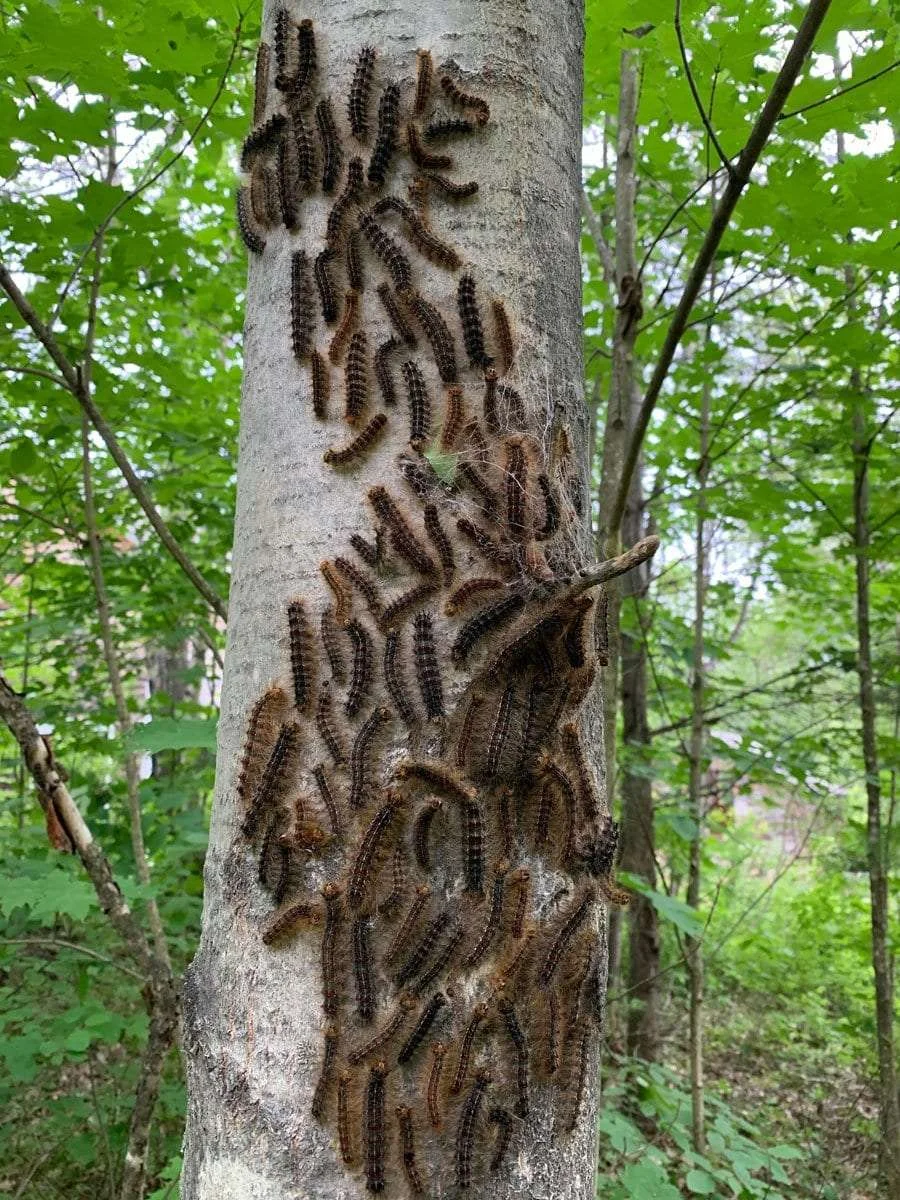 Multiple Caterpillars