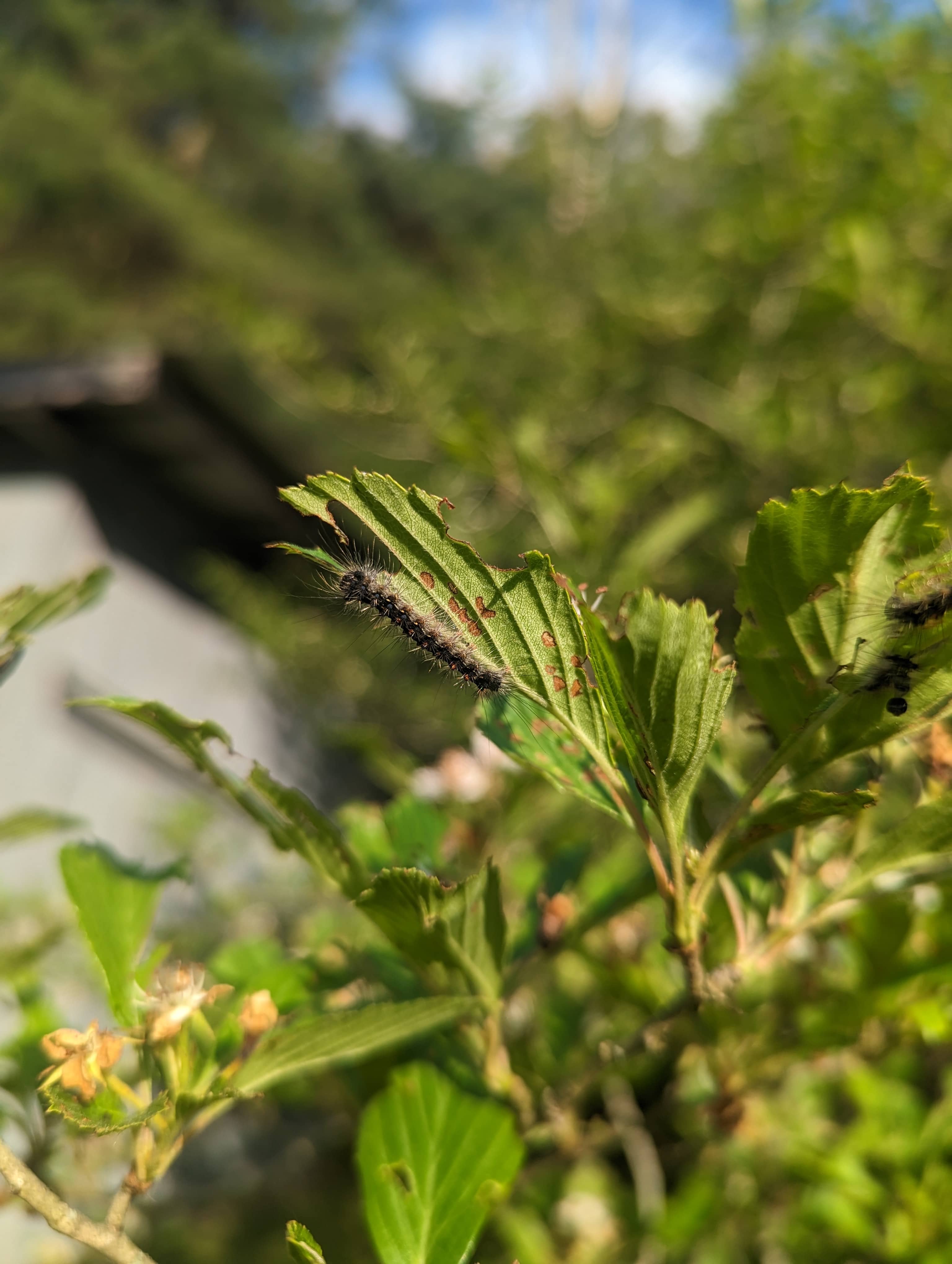 Hungry Caterpillar Eating Leaves