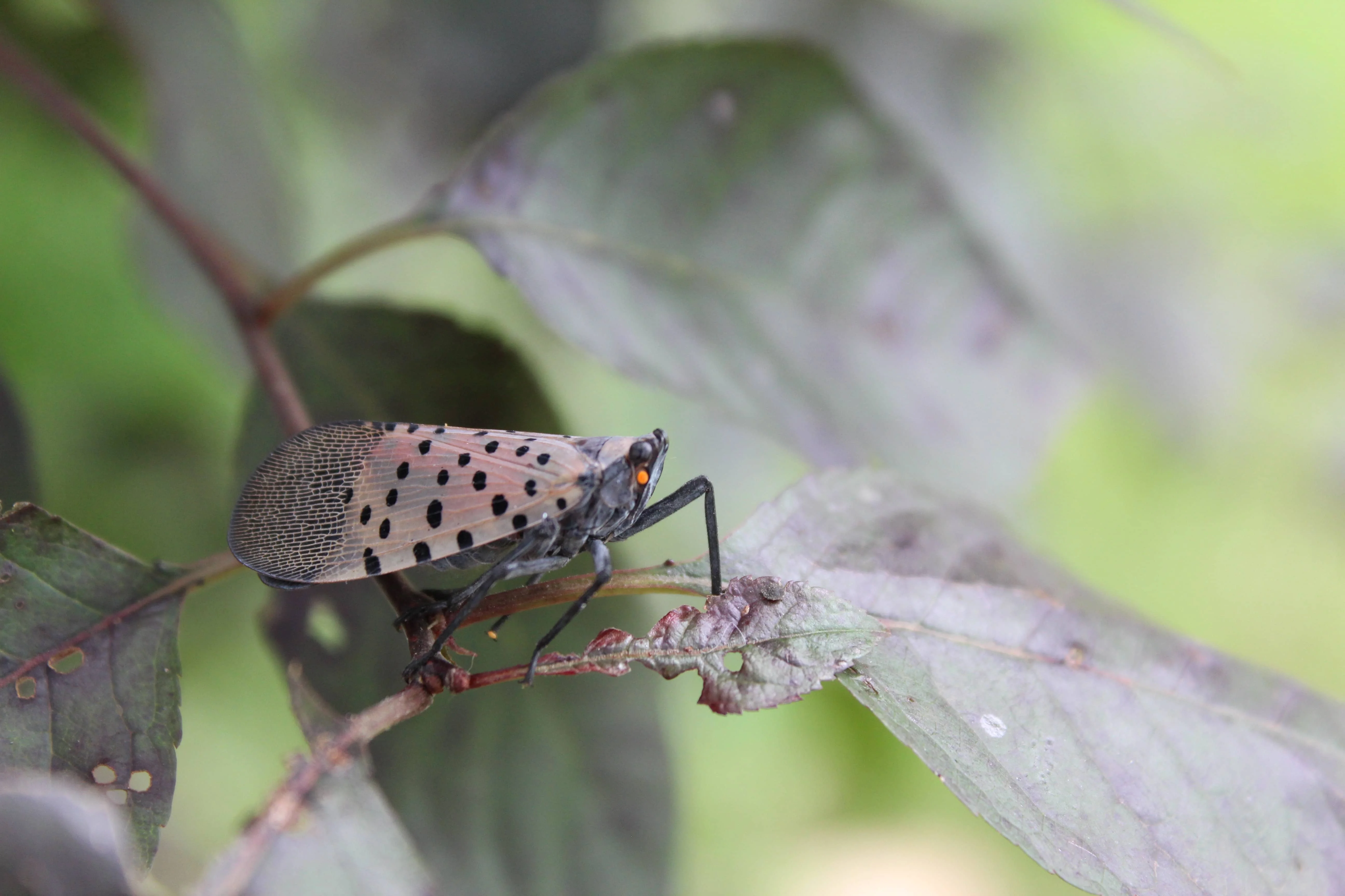 Lantern Fly